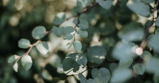 Polaris or Custom Care FSM Microcurrent Device