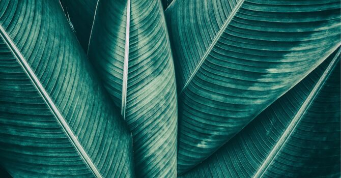 Consultation For Professionals